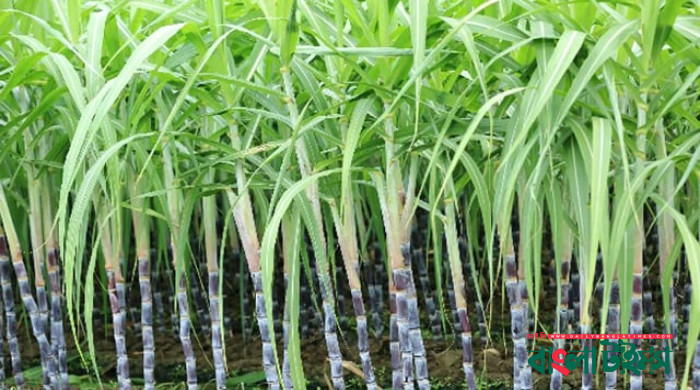 Intercropping with sugarcane brings more profit to farmers